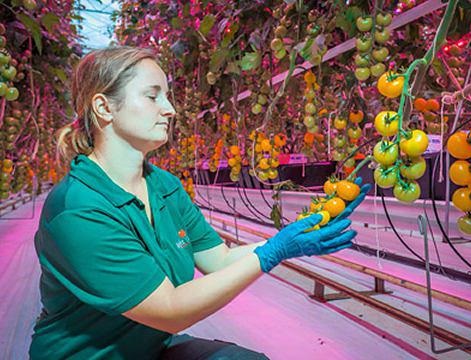 پرورش گیاه گوجه فرنگی توسط نور LED