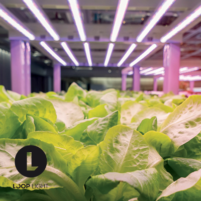 ریسه رشد گیاه تراکم 120 رنگ نور 2500K گرین لاین لوپ لایت