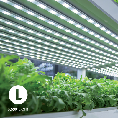 ریسه رشد گیاه تراکم 120 رنگ نور 4000K گرین لاین لوپ لایت